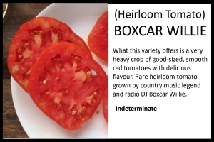 Tomato 'Box Car Willie'